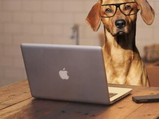 Bürohund: Der pelzige Kollege, der den Arbeitsalltag bereichert
