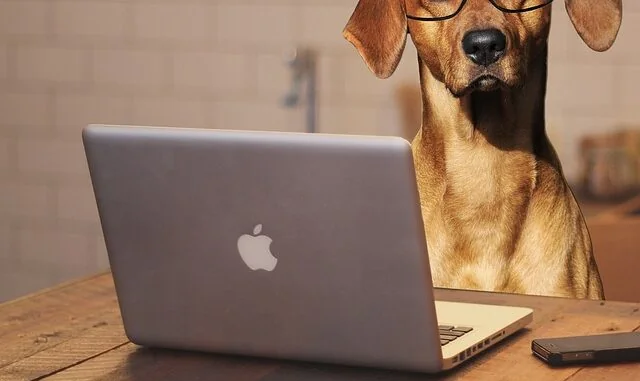 Bürohund: Der pelzige Kollege, der den Arbeitsalltag bereichert